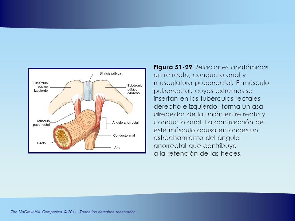 Figura Relaciones anatómicas entre recto, conducto anal y musculatura puborrectal. El músculo puborrectal, cuyos extremos se insertan en los tubérculos rectales derecho e izquierdo, forma un asa alrededor de la unión entre recto y conducto anal. La contracción de este músculo causa entonces un estrechamiento del ángulo anorrectal que contribuye