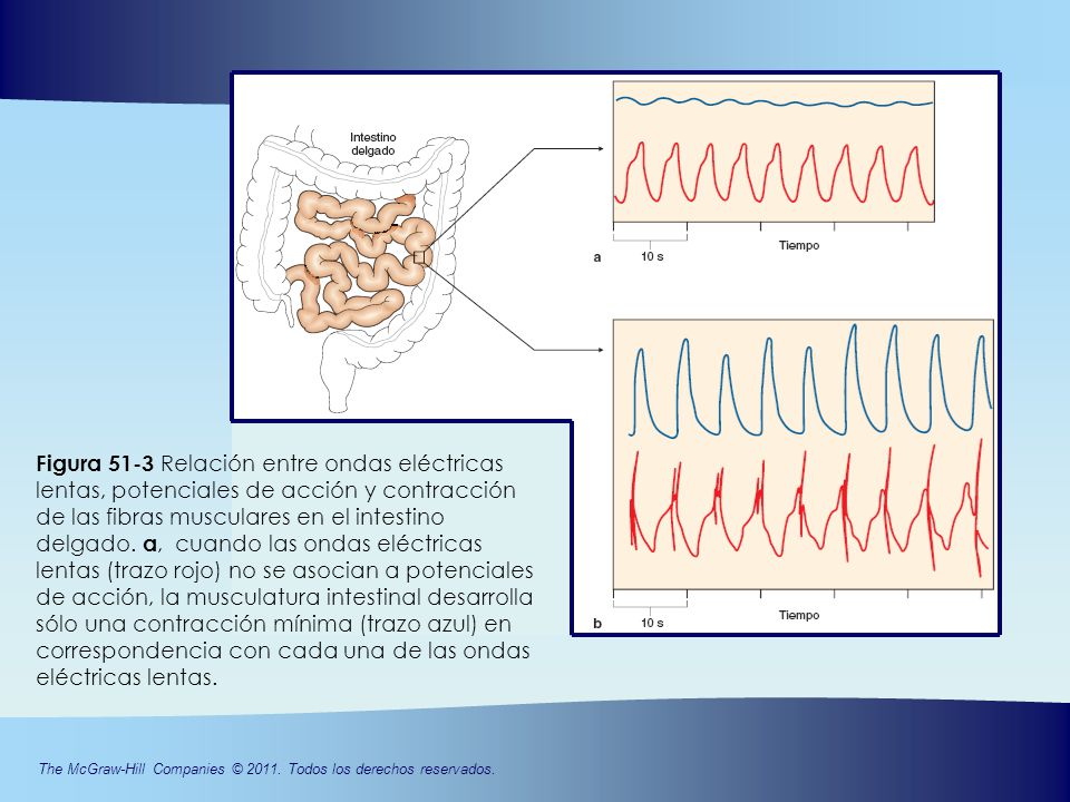 Figura 51-3 Relación entre ondas eléctricas lentas, potenciales de acción y contracción de las fibras musculares en el intestino delgado.