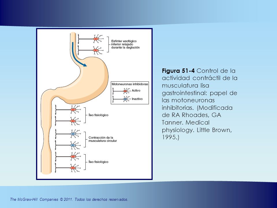 Figura 51-4 Control de la actividad contráctil de la musculatura lisa gastrointestinal: papel de las motoneuronas inhibitorias.