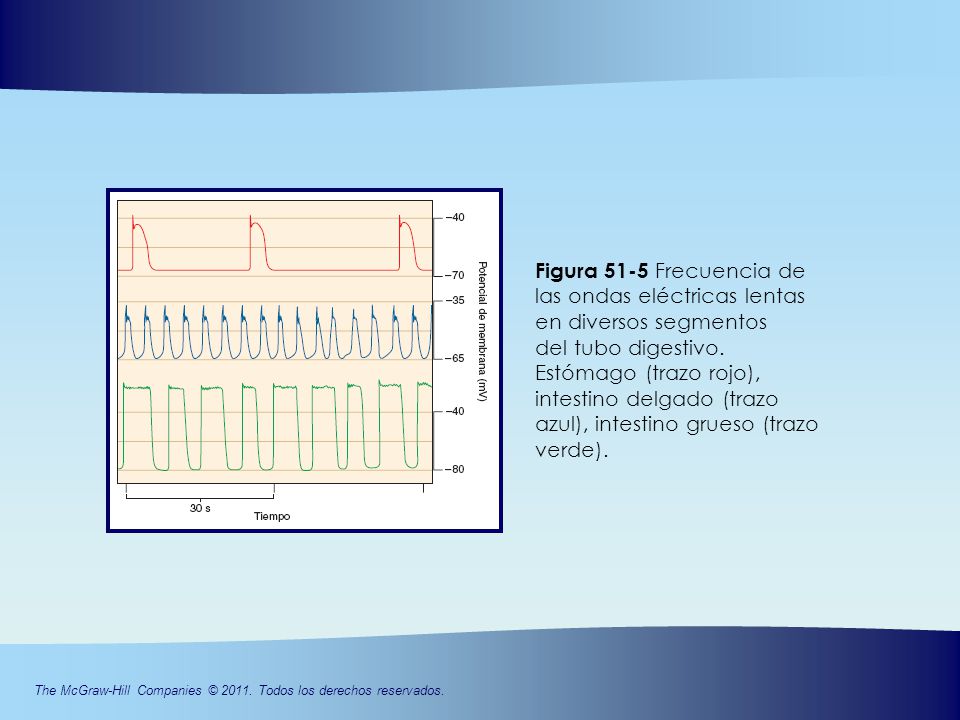 Figura 51-5 Frecuencia de las ondas eléctricas lentas en diversos segmentos