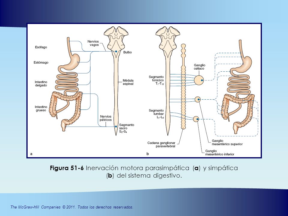 Figura 51-6 Inervación motora parasimpática (a) y simpática (b) del sistema digestivo.