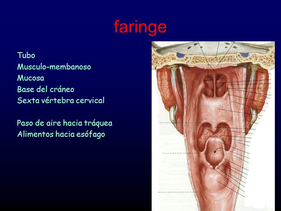 faringe Tubo Musculo-membanoso Mucosa Base del cráneo