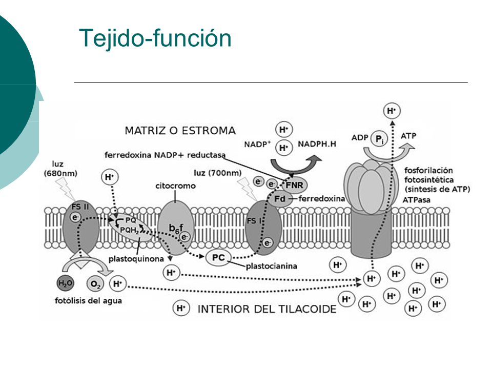Tejido-función