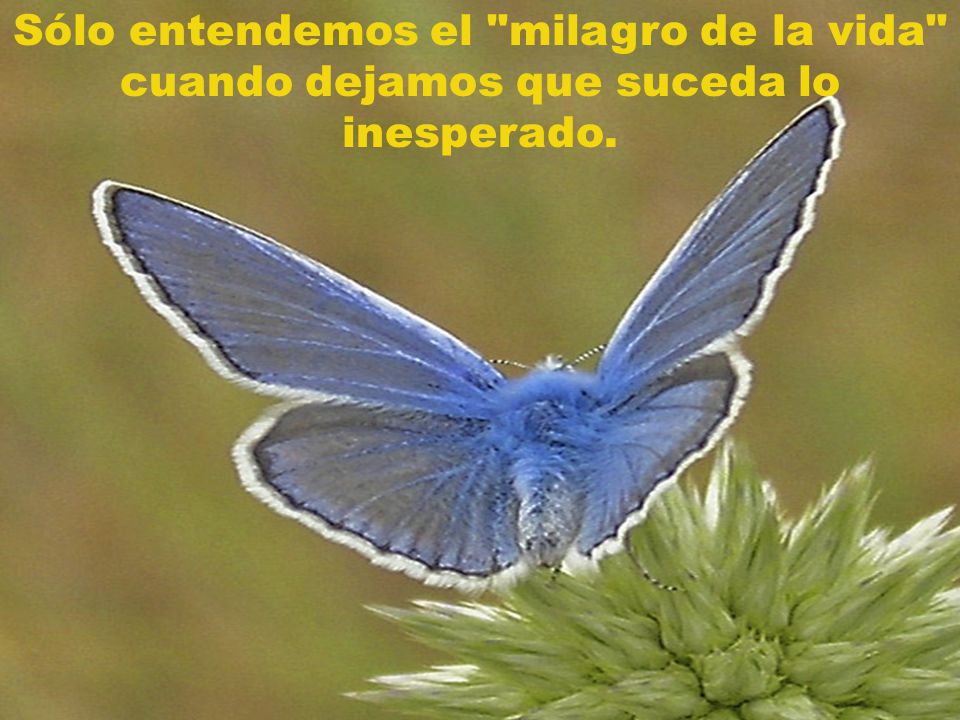 Sólo entendemos el milagro de la vida cuando dejamos que suceda lo inesperado.