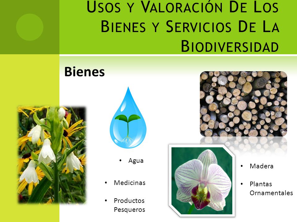 Usos y Valoración De Los Bienes y Servicios De La Biodiversidad