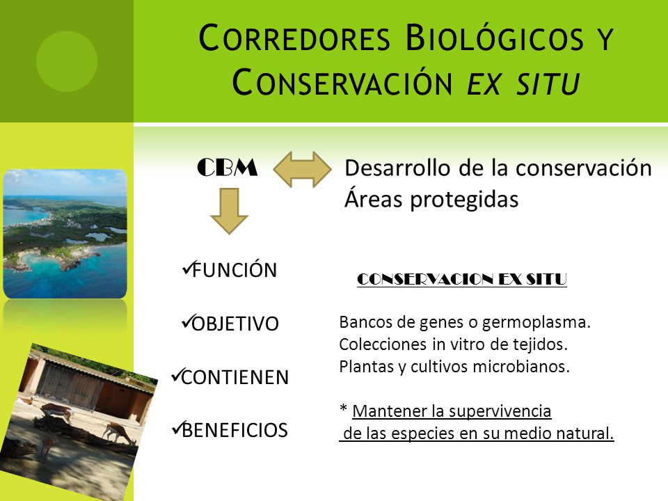 Corredores Biológicos y Conservación ex situ