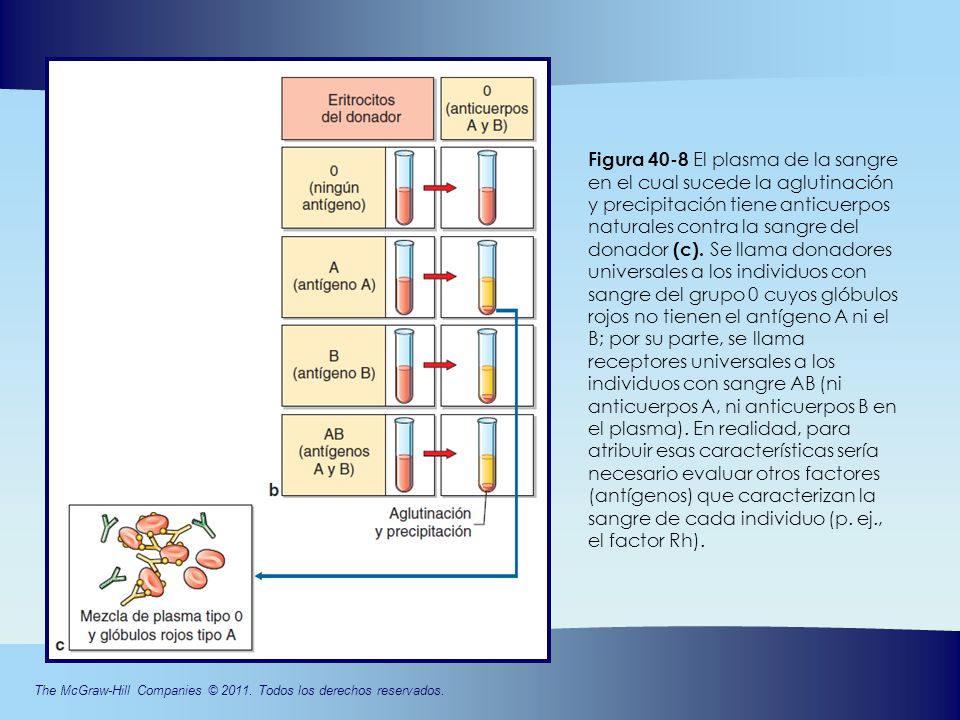 Figura 40-8 El plasma de la sangre en el cual sucede la aglutinación y precipitación tiene anticuerpos naturales contra la sangre del donador (c).