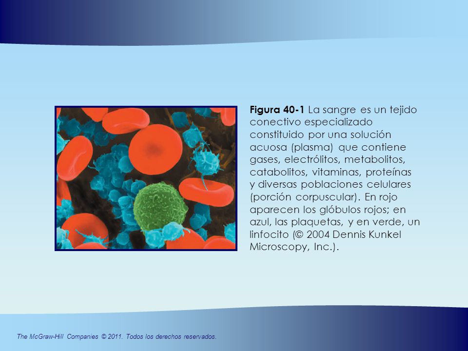 Figura 40-1 La sangre es un tejido conectivo especializado constituido por una solución acuosa (plasma) que contiene gases, electrólitos, metabolitos,