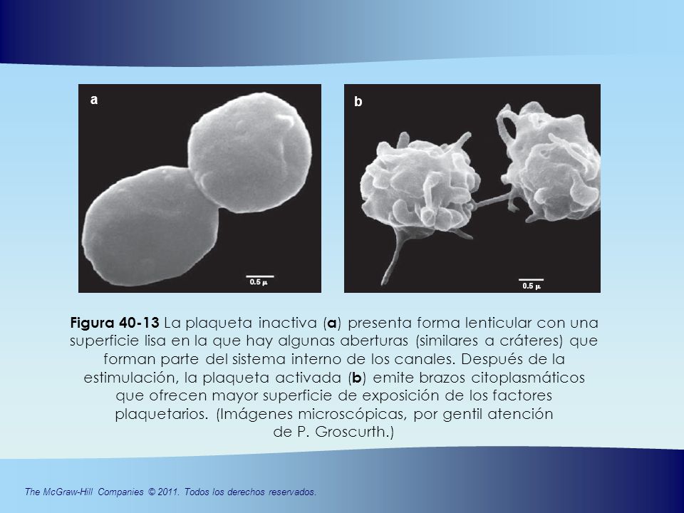a b. Figura La plaqueta inactiva (a) presenta forma lenticular con una.
