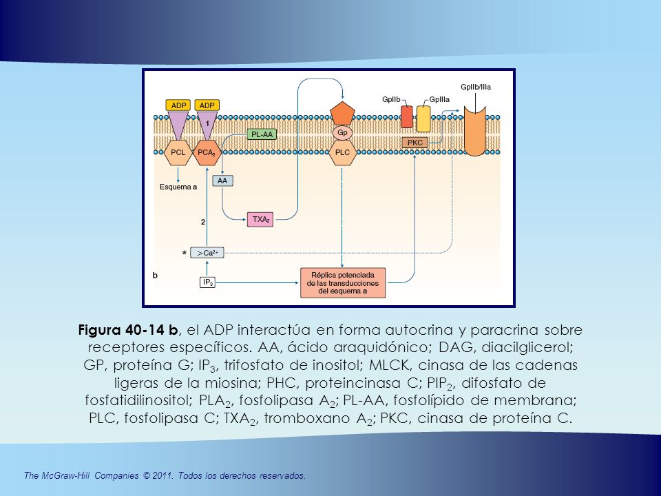 Figura b, el ADP interactúa en forma autocrina y paracrina sobre receptores específicos.