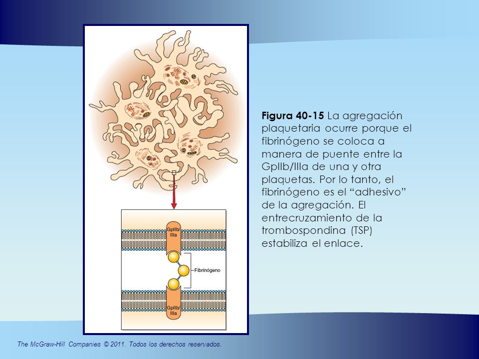 Figura La agregación plaquetaria ocurre porque el fibrinógeno se coloca a manera de puente entre la GpIIb/IIIa de una y otra plaquetas.
