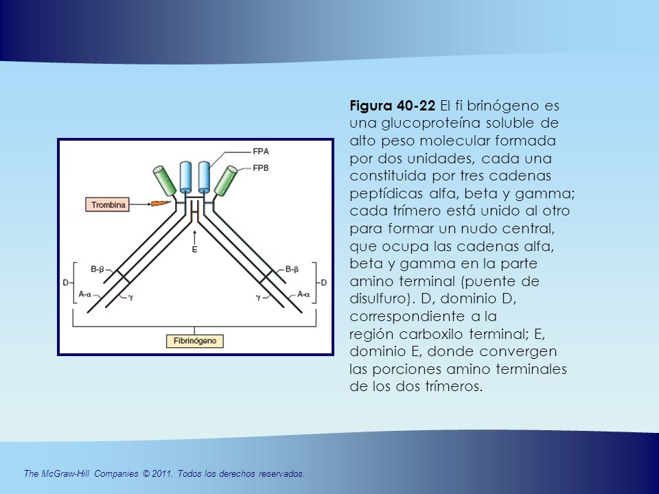 Figura El fi brinógeno es una glucoproteína soluble de alto peso molecular formada por dos unidades, cada una constituida por tres cadenas