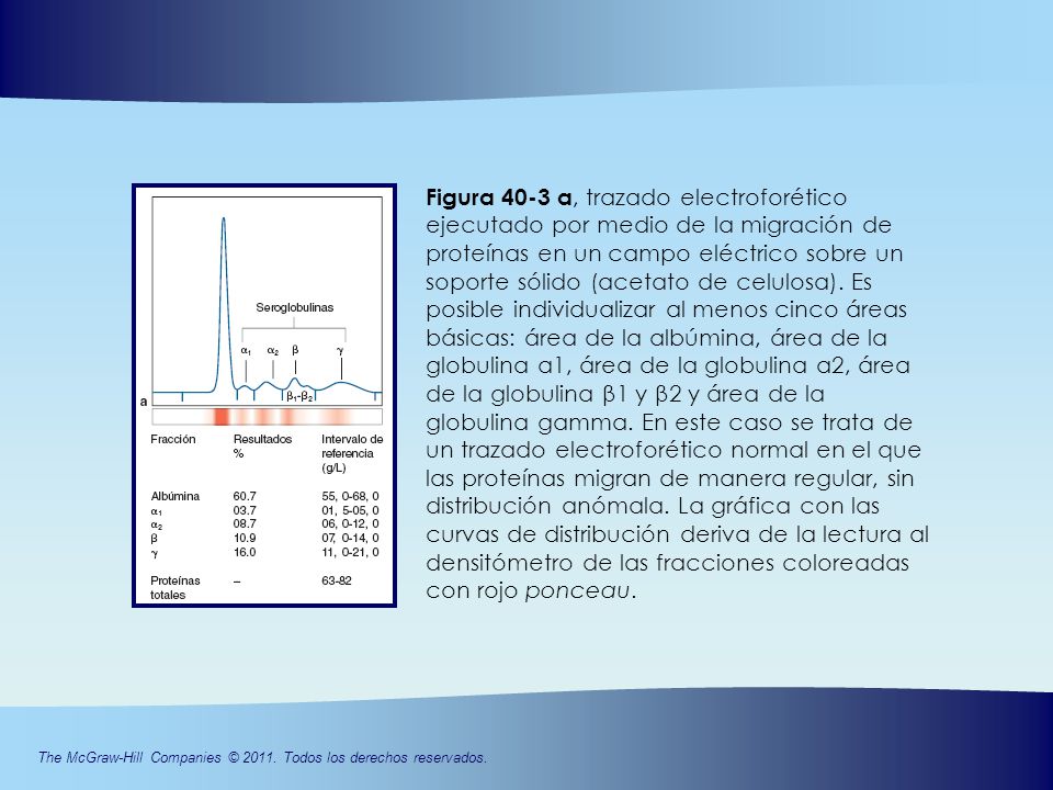 Figura 40-3 a, trazado electroforético ejecutado por medio de la migración de proteínas en un campo eléctrico sobre un soporte sólido (acetato de celulosa). Es posible individualizar al menos cinco áreas