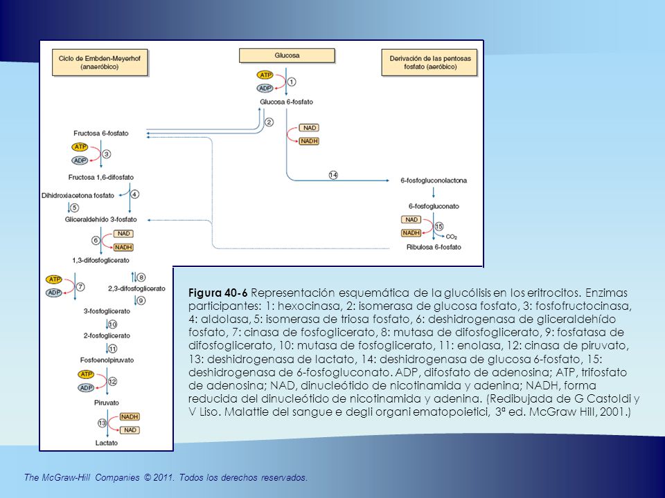 Figura 40-6 Representación esquemática de la glucólisis en los eritrocitos.