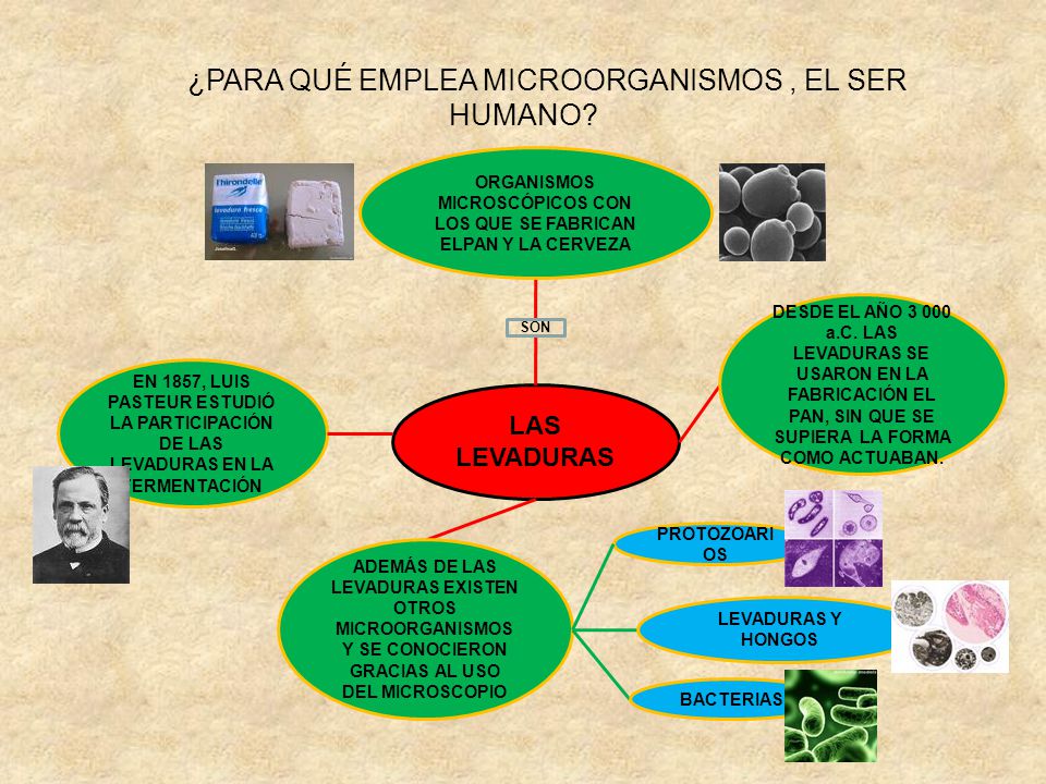 ORGANISMOS MICROSCÓPICOS CON LOS QUE SE FABRICAN ELPAN Y LA CERVEZA