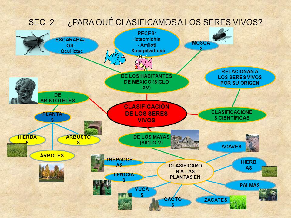 SEC 2: ¿PARA QUÉ CLASIFICAMOS A LOS SERES VIVOS