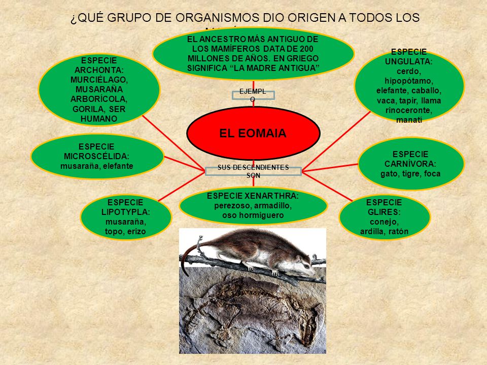 ¿QUÉ GRUPO DE ORGANISMOS DIO ORIGEN A TODOS LOS MAMÍFEROS