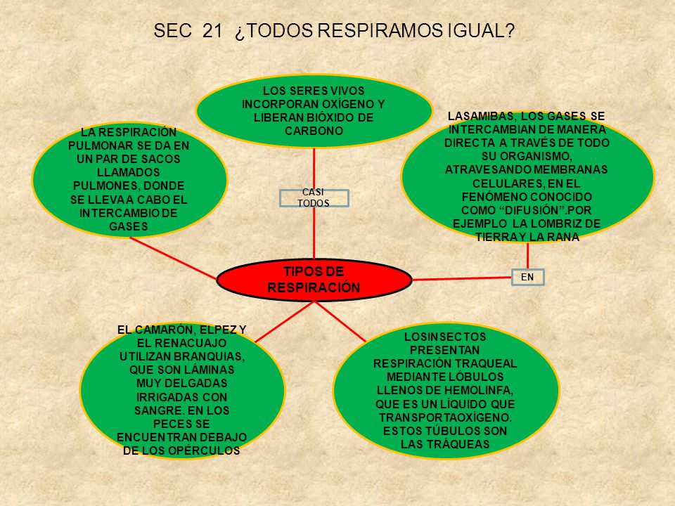 LOS SERES VIVOS INCORPORAN OXÍGENO Y LIBERAN BIÓXIDO DE CARBONO