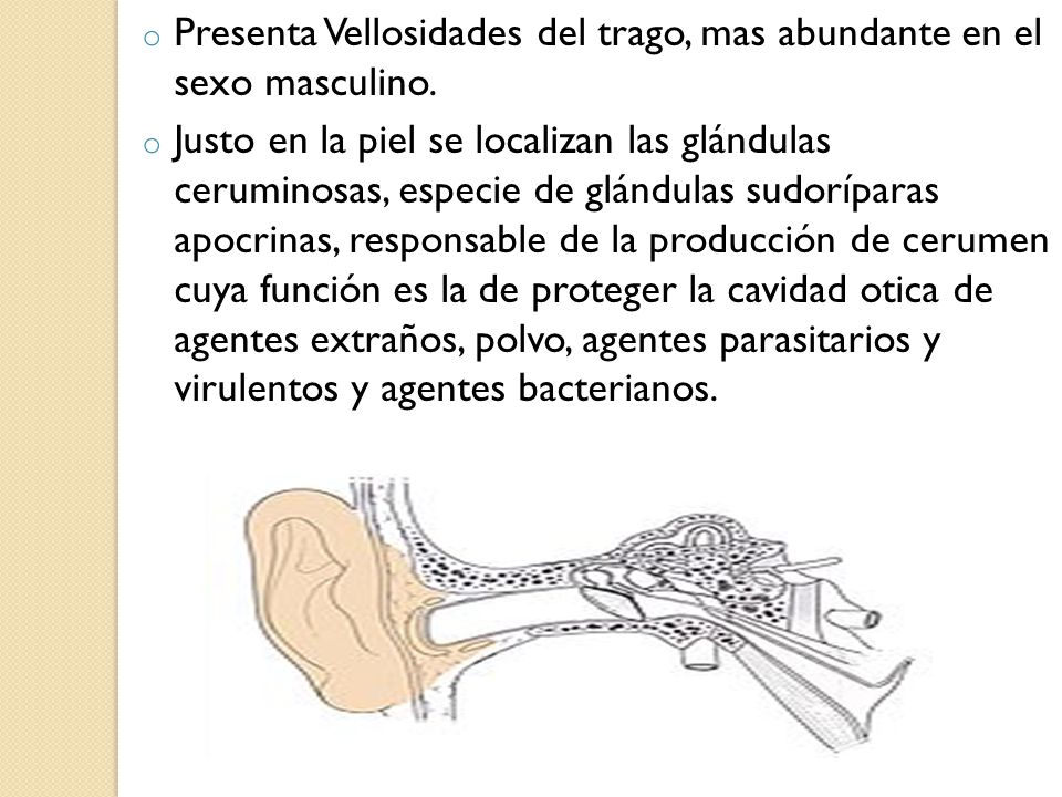 Presenta Vellosidades del trago, mas abundante en el sexo masculino.