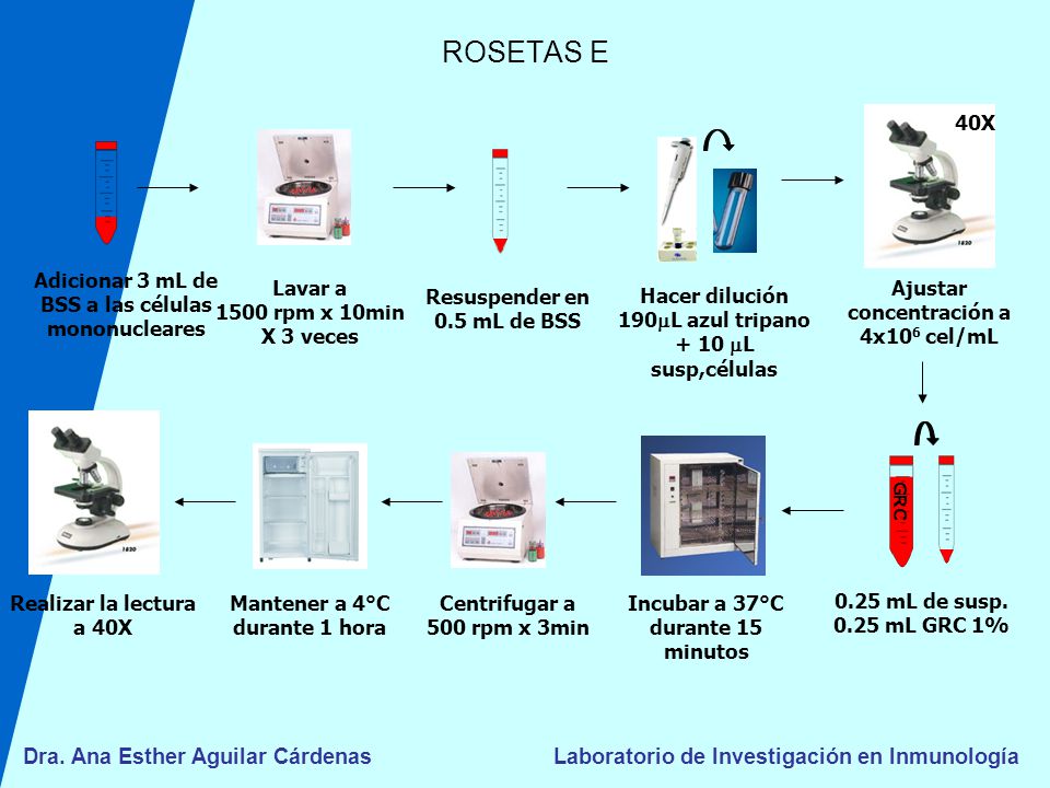 ROSETAS E 40X Adicionar 3 mL de BSS a las células mononucleares