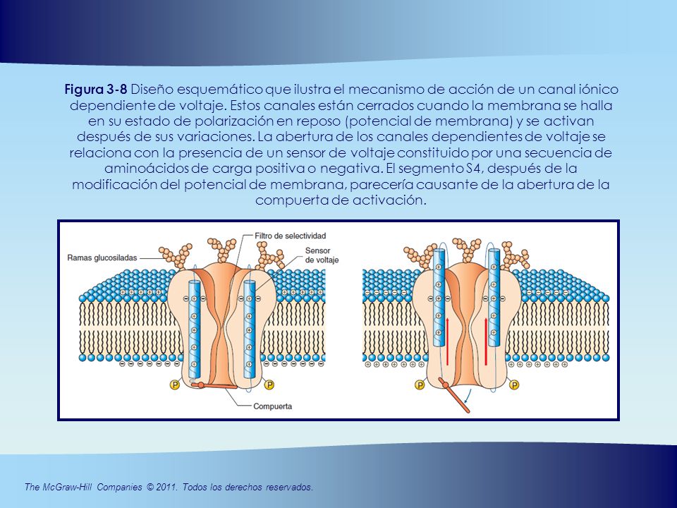Figura 3-8 Diseño esquemático que ilustra el mecanismo de acción de un canal iónico dependiente de voltaje.