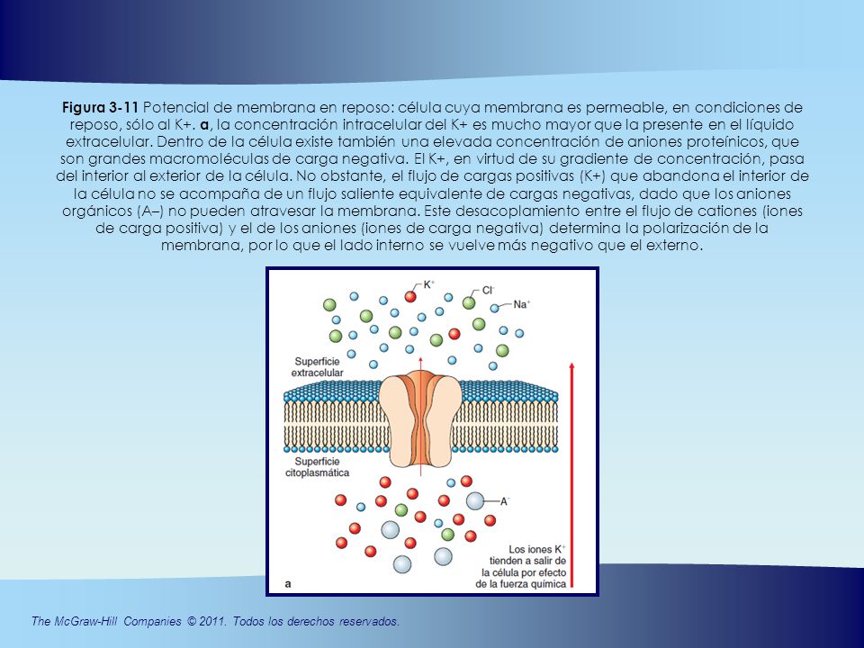 Figura 3-11 Potencial de membrana en reposo: célula cuya membrana es permeable, en condiciones de reposo, sólo al K+.