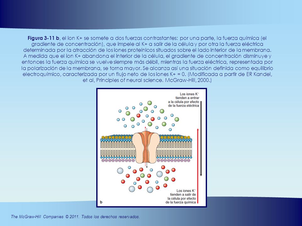 Figura 3-11 b, el ion K+ se somete a dos fuerzas contrastantes: por una parte, la fuerza química (el gradiente de concentración), que impele al K+ a salir de la célula y por otra la fuerza eléctrica