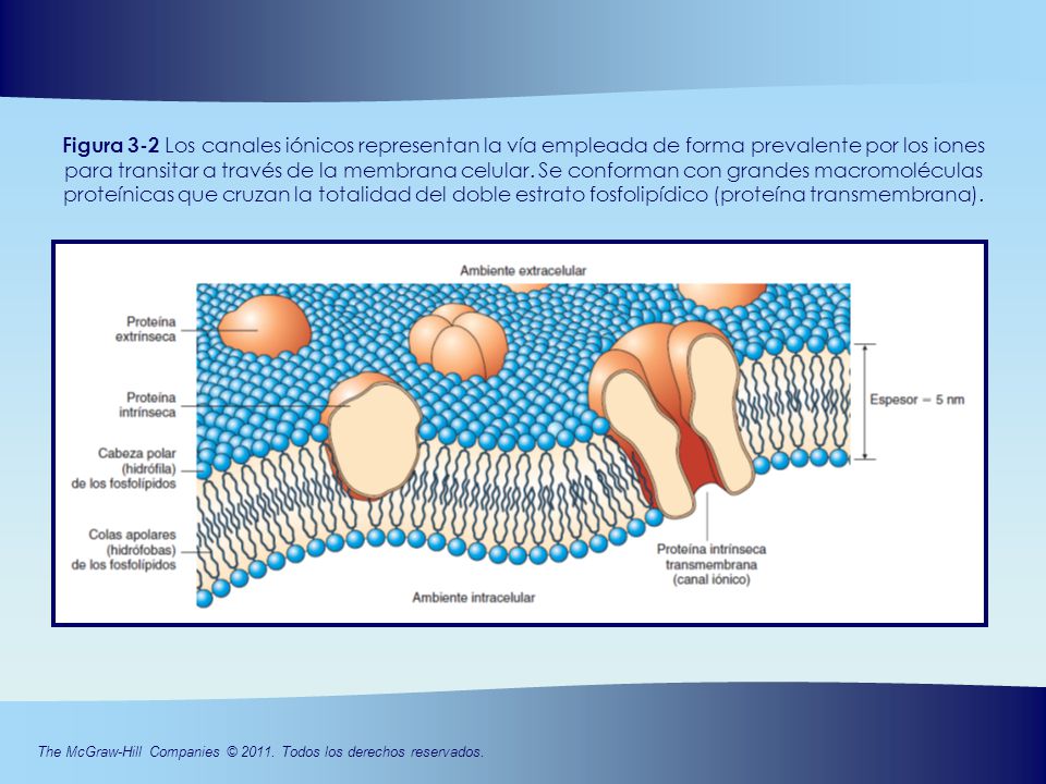 Figura 3-2 Los canales iónicos representan la vía empleada de forma prevalente por los iones para transitar a través de la membrana celular.