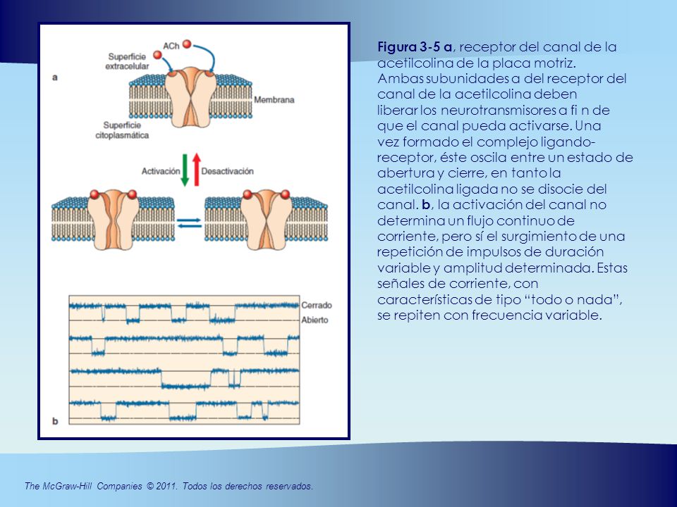 Figura 3-5 a, receptor del canal de la acetilcolina de la placa motriz.