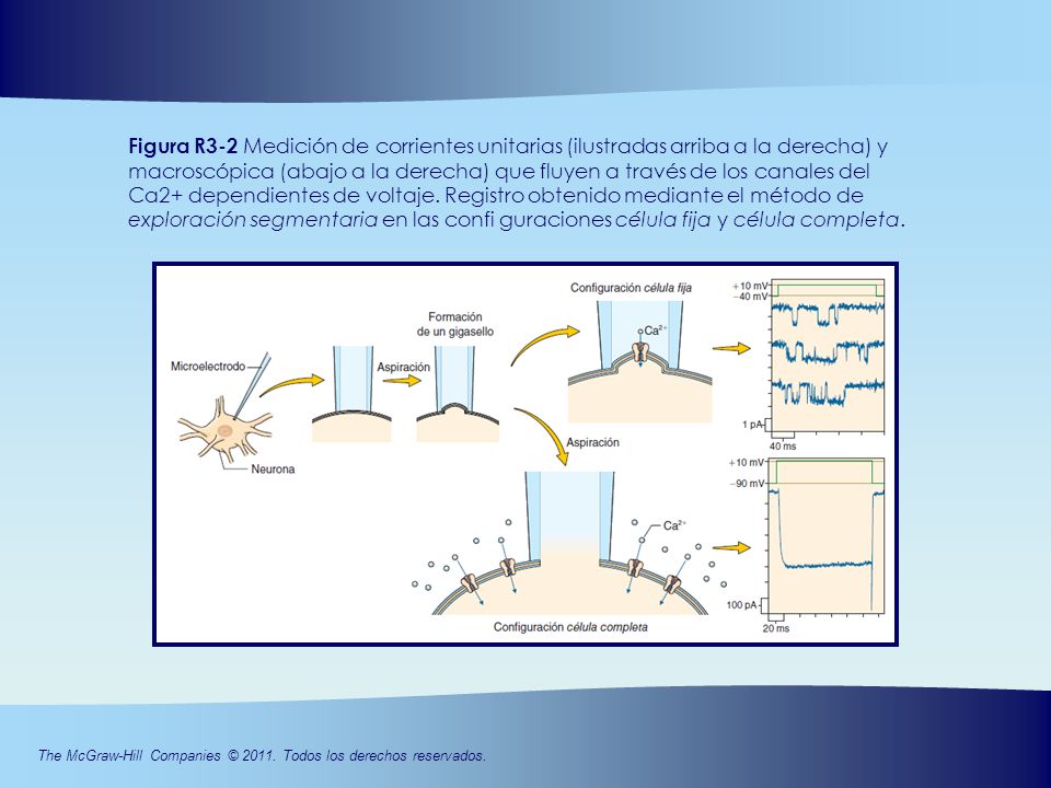 Figura R3-2 Medición de corrientes unitarias (ilustradas arriba a la derecha) y macroscópica (abajo a la derecha) que fluyen a través de los canales del Ca2+ dependientes de voltaje.