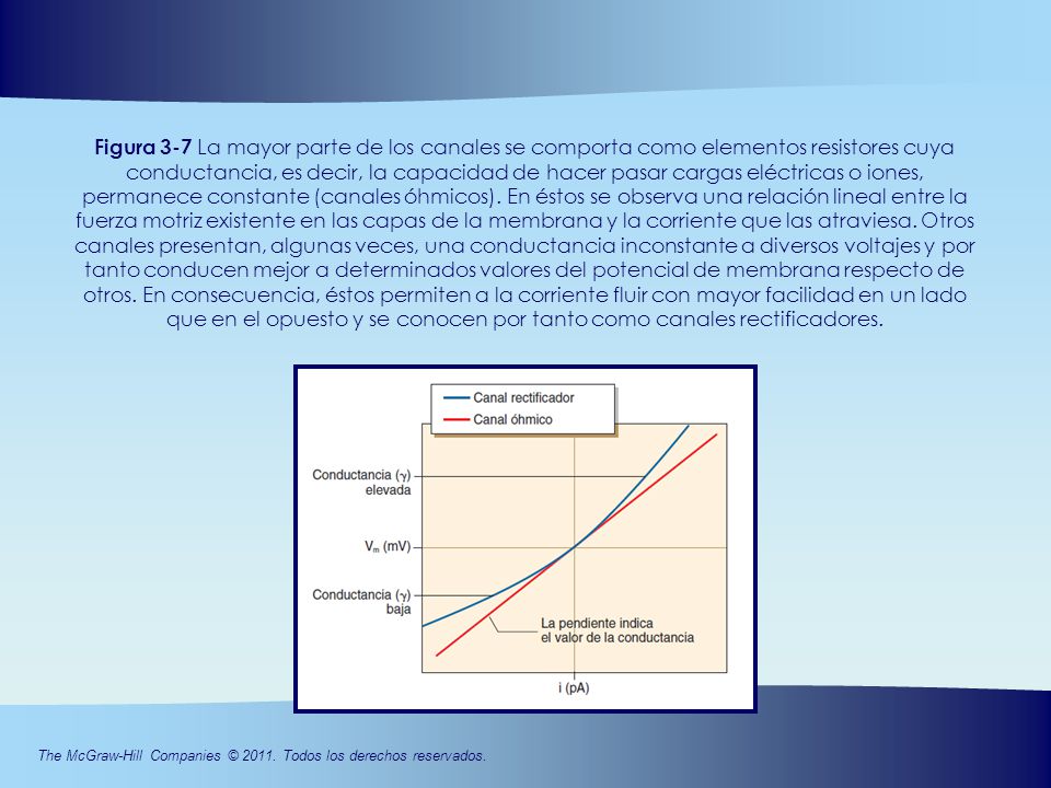 Figura 3-7 La mayor parte de los canales se comporta como elementos resistores cuya conductancia, es decir, la capacidad de hacer pasar cargas eléctricas o iones, permanece constante (canales óhmicos). En éstos se observa una relación lineal entre la fuerza motriz existente en las capas de la membrana y la corriente que las atraviesa. Otros canales presentan, algunas veces, una conductancia inconstante a diversos voltajes y por