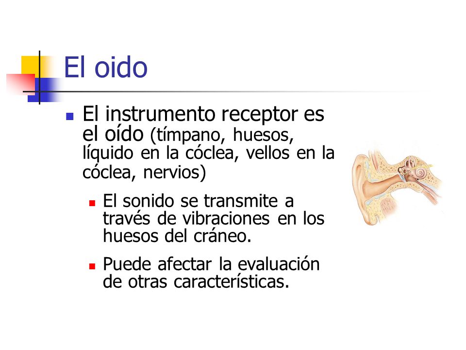 El oido El instrumento receptor es el oído (tímpano, huesos, líquido en la cóclea, vellos en la cóclea, nervios)