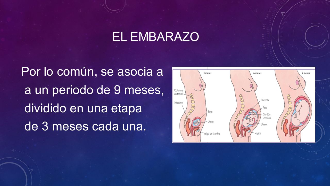 El embarazo Por lo común, se asocia a a un periodo de 9 meses, dividido en una etapa de 3 meses cada una.