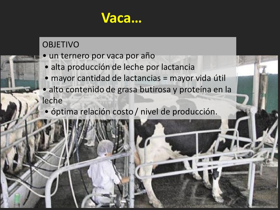 Vaca… OBJETIVO • un ternero por vaca por año