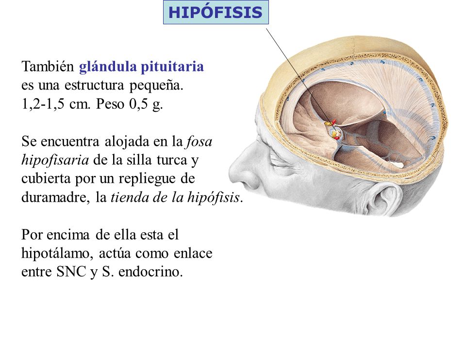 HIPÓFISIS También glándula pituitaria. es una estructura pequeña. 1,2-1,5 cm. Peso 0,5 g.