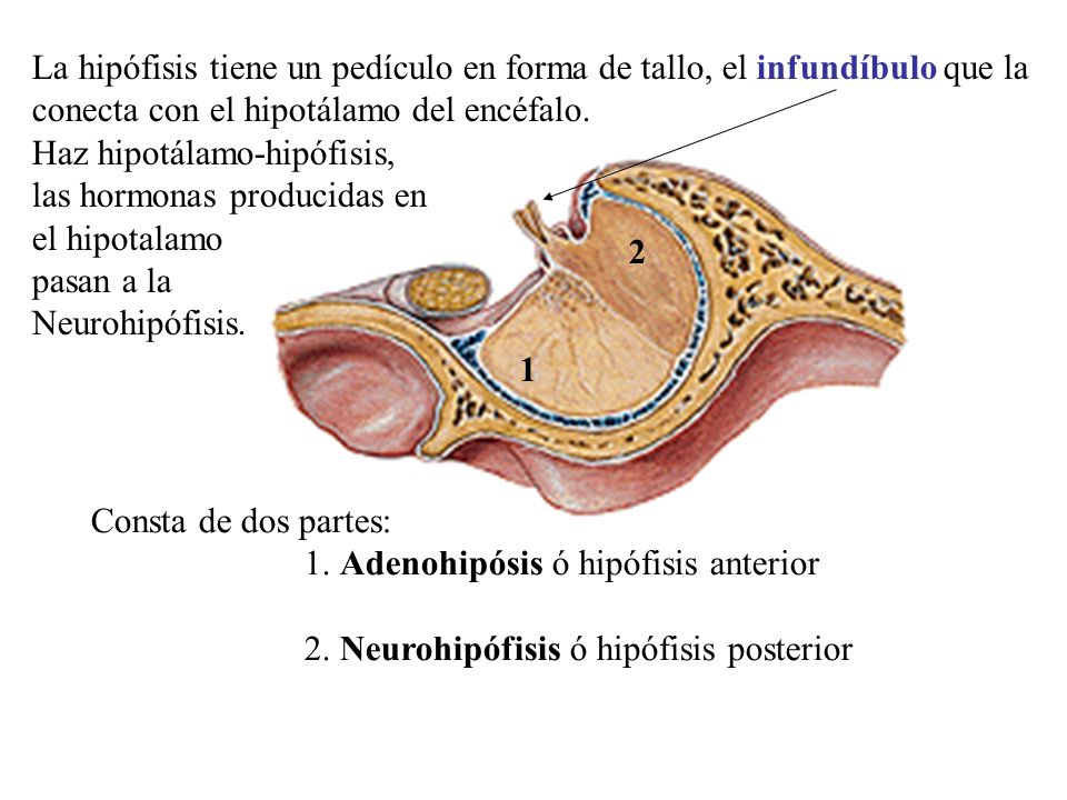 La hipófisis tiene un pedículo en forma de tallo, el infundíbulo que la conecta con el hipotálamo del encéfalo.