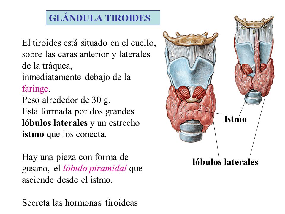 GLÁNDULA TIROIDES El tiroides está situado en el cuello, sobre las caras anterior y laterales de la tráquea,