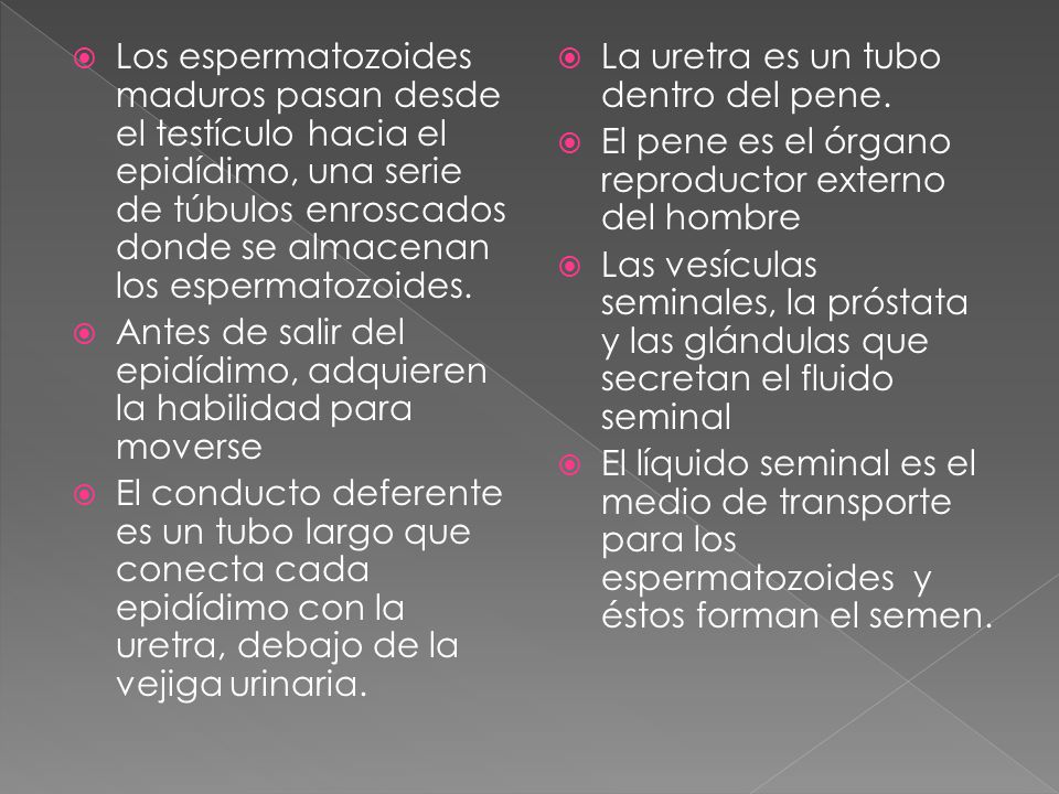 Los espermatozoides maduros pasan desde el testículo hacia el epidídimo, una serie de túbulos enroscados donde se almacenan los espermatozoides.