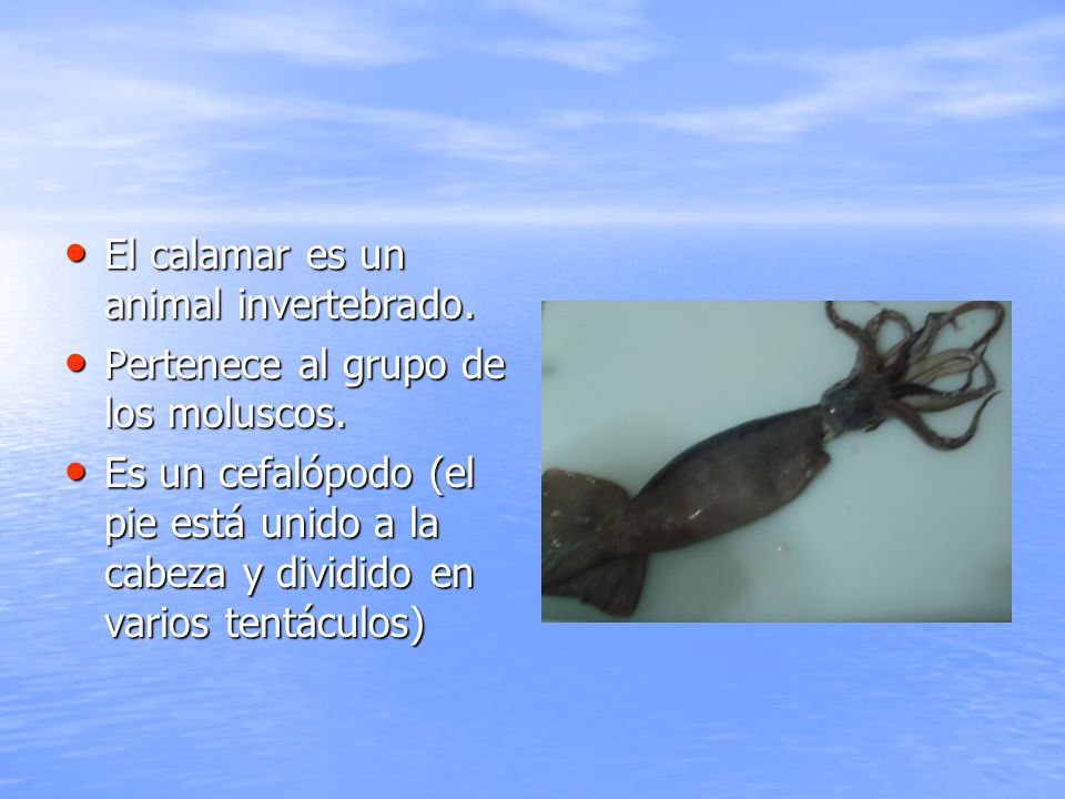 El calamar es un animal invertebrado.