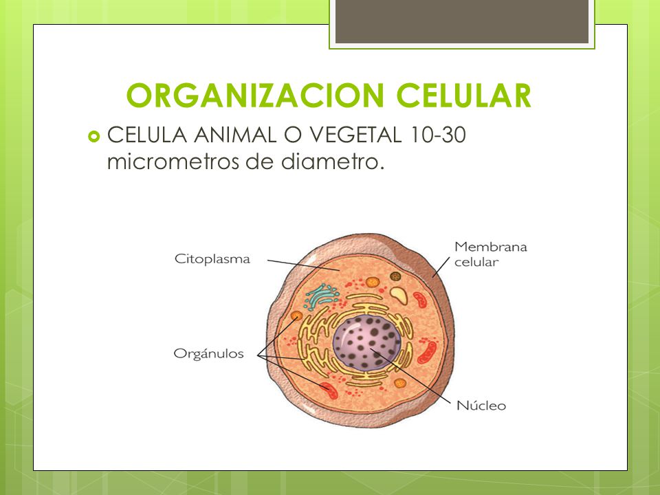 ORGANIZACION CELULAR CELULA ANIMAL O VEGETAL micrometros de diametro.