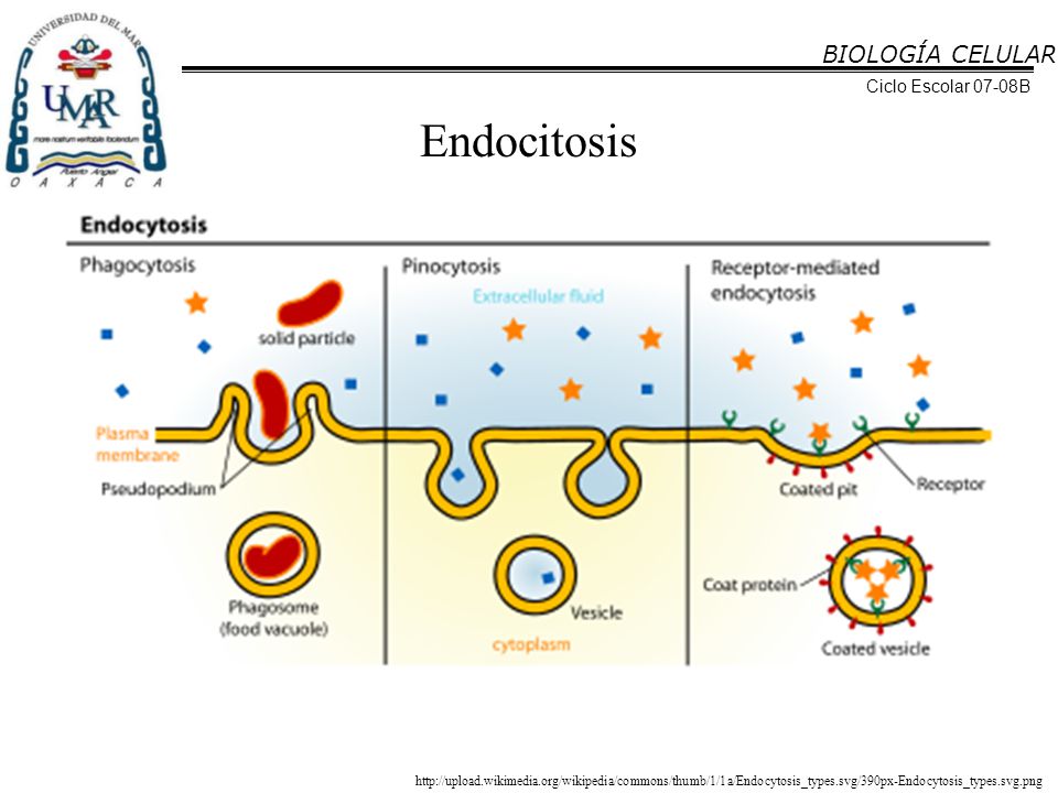 Endocitosis BIOLOGÍA CELULAR Ciclo Escolar 07-08B