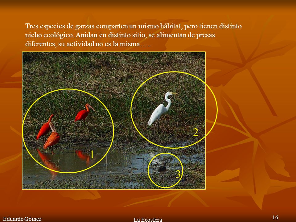 Tres especies de garzas comparten un mismo hábitat, pero tienen distinto nicho ecológico. Anidan en distinto sitio, se alimentan de presas diferentes, su actividad no es la misma…..