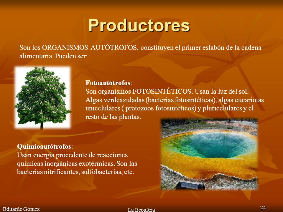 Productores Son los ORGANISMOS AUTÓTROFOS, constituyen el primer eslabón de la cadena alimentaria. Pueden ser: