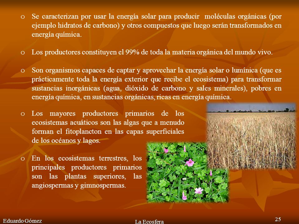 Se caracterizan por usar la energía solar para producir moléculas orgánicas (por ejemplo hidratos de carbono) y otros compuestos que luego serán transformados en energía química.