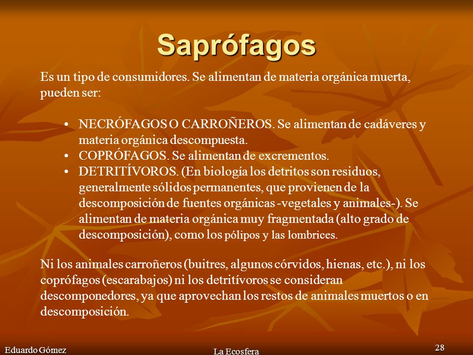 Saprófagos Es un tipo de consumidores. Se alimentan de materia orgánica muerta, pueden ser: