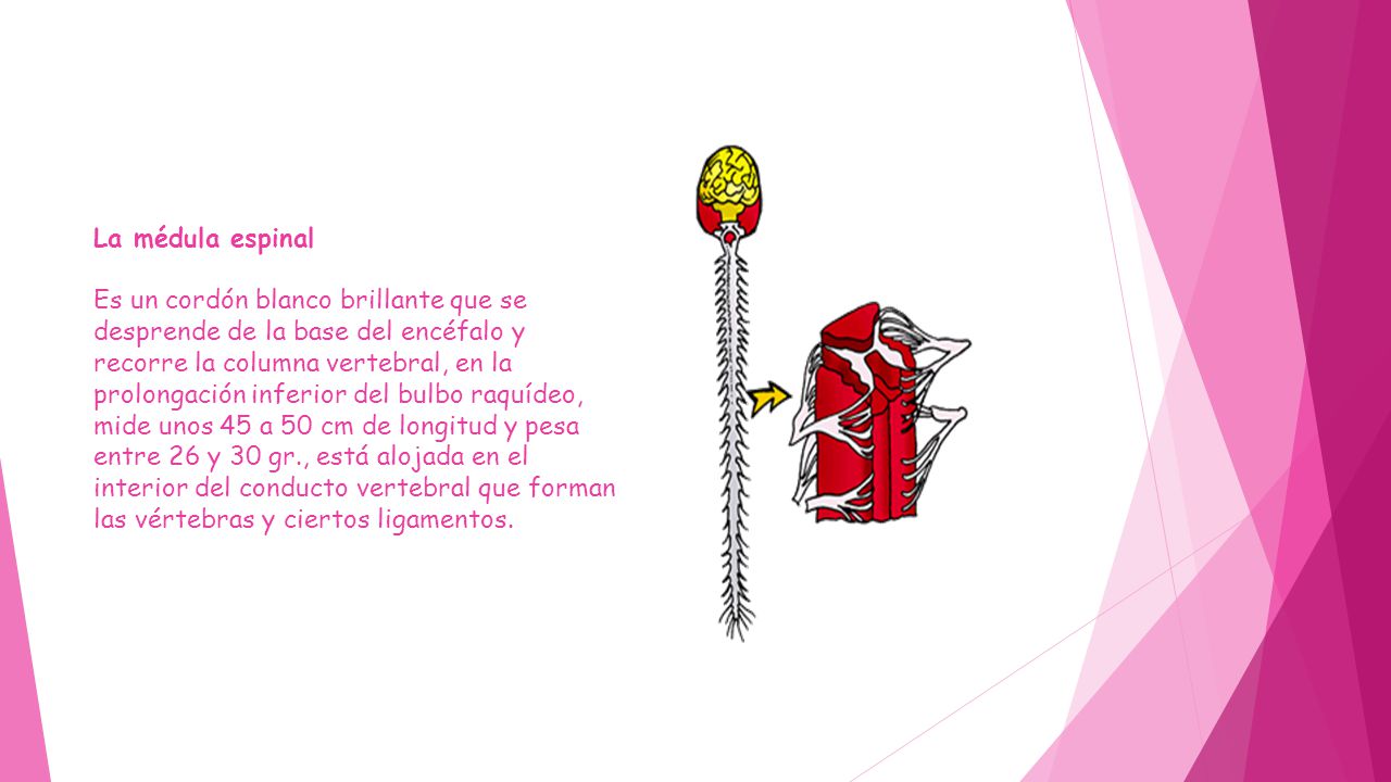 La médula espinal Es un cordón blanco brillante que se desprende de la base del encéfalo y recorre la columna vertebral, en la prolongación inferior del bulbo raquídeo, mide unos 45 a 50 cm de longitud y pesa entre 26 y 30 gr., está alojada en el interior del conducto vertebral que forman las vértebras y ciertos ligamentos.
