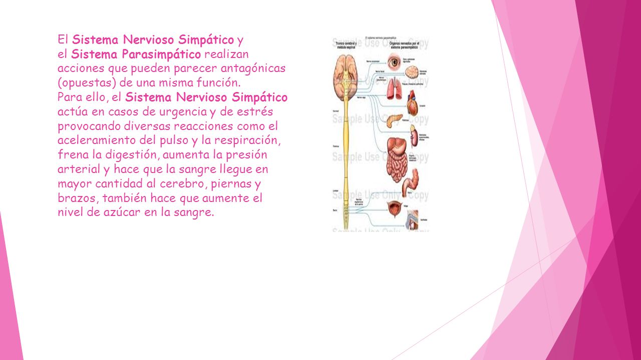 El Sistema Nervioso Simpático y el Sistema Parasimpático realizan acciones que pueden parecer antagónicas (opuestas) de una misma función.