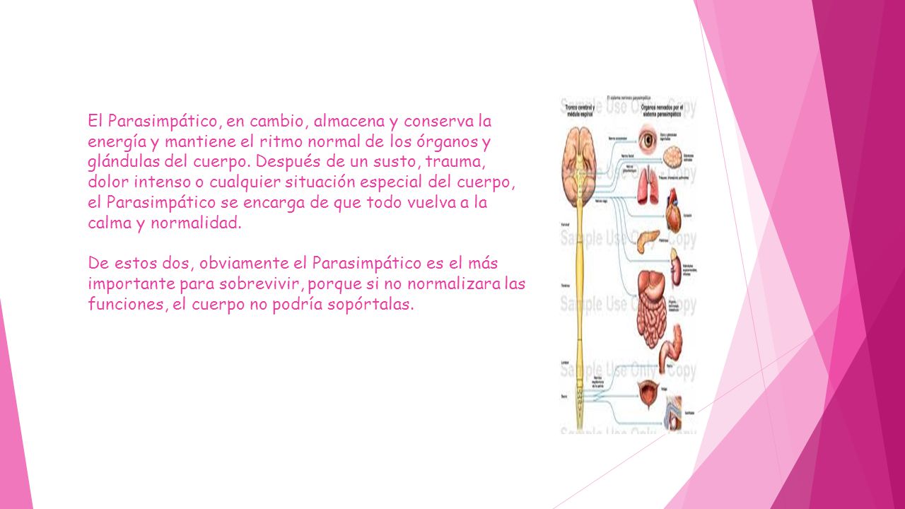 El Parasimpático, en cambio, almacena y conserva la energía y mantiene el ritmo normal de los órganos y glándulas del cuerpo.