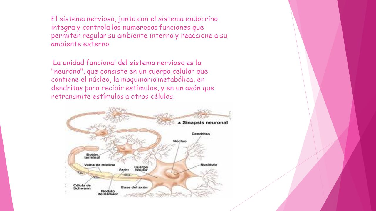 El sistema nervioso, junto con el sistema endocrino integra y controla las numerosas funciones que permiten regular su ambiente interno y reaccione a su ambiente externo