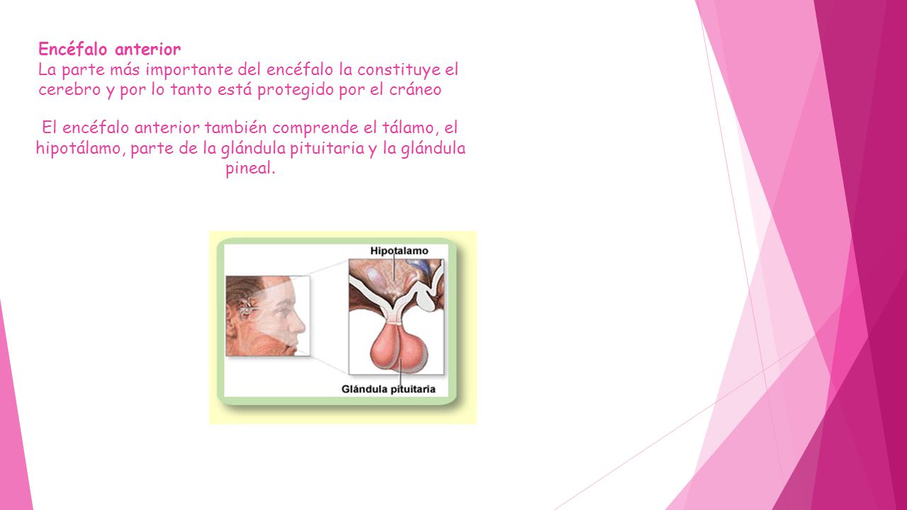 Encéfalo anterior La parte más importante del encéfalo la constituye el cerebro y por lo tanto está protegido por el cráneo.